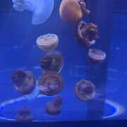 ヒメ日記 2025/09/29 13:22 投稿 アカリ ファーストレディー