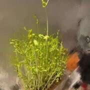 ヒメ日記 2026/02/27 20:58 投稿 アカリ ファーストレディー