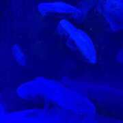 ヒメ日記 2025/05/14 21:30 投稿 りと どMばすたーず すすきの店