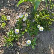 ヒメ日記 2025/06/21 09:29 投稿 りと どMばすたーず すすきの店