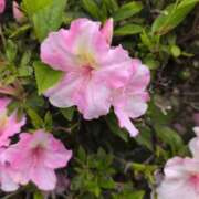 ヒメ日記 2025/04/25 06:08 投稿 さつき 熟女の風俗最終章 沼津店