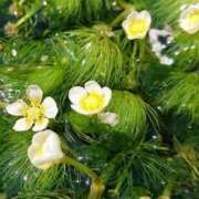 ヒメ日記 2025/04/30 11:18 投稿 さつき 熟女の風俗最終章 沼津店