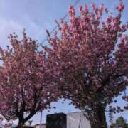 ヒメ日記 2025/05/05 08:08 投稿 さつき 熟女の風俗最終章 沼津店