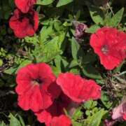 ヒメ日記 2025/05/05 14:48 投稿 さつき 熟女の風俗最終章 沼津店