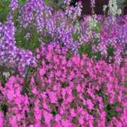 ヒメ日記 2025/05/05 18:28 投稿 さつき 熟女の風俗最終章 沼津店