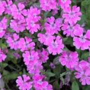 ヒメ日記 2025/05/05 20:08 投稿 さつき 熟女の風俗最終章 沼津店