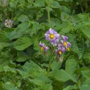 ヒメ日記 2025/05/07 09:38 投稿 さつき 熟女の風俗最終章 沼津店