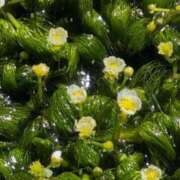 ヒメ日記 2025/05/15 09:18 投稿 さつき 熟女の風俗最終章 沼津店