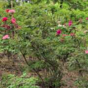 ヒメ日記 2025/05/16 22:28 投稿 さつき 熟女の風俗最終章 沼津店