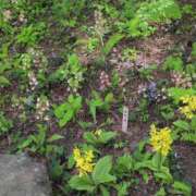 ヒメ日記 2025/05/17 07:58 投稿 さつき 熟女の風俗最終章 沼津店