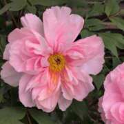 ヒメ日記 2025/05/17 12:58 投稿 さつき 熟女の風俗最終章 沼津店