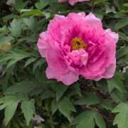 ヒメ日記 2025/05/17 20:04 投稿 さつき 熟女の風俗最終章 沼津店