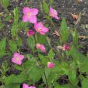 ヒメ日記 2025/05/18 17:09 投稿 さつき 熟女の風俗最終章 沼津店