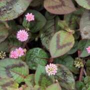 ヒメ日記 2025/05/19 18:08 投稿 さつき 熟女の風俗最終章 沼津店