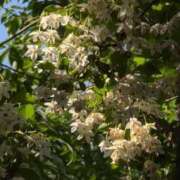 ヒメ日記 2025/05/20 08:14 投稿 さつき 熟女の風俗最終章 沼津店