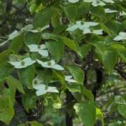 ヒメ日記 2025/05/20 08:18 投稿 さつき 熟女の風俗最終章 沼津店