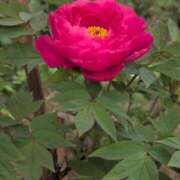 ヒメ日記 2025/05/22 19:43 投稿 さつき 熟女の風俗最終章 沼津店