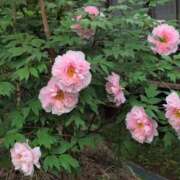 ヒメ日記 2025/05/22 22:28 投稿 さつき 熟女の風俗最終章 沼津店