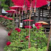 ヒメ日記 2025/05/24 09:13 投稿 さつき 熟女の風俗最終章 沼津店