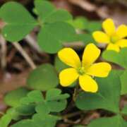 ヒメ日記 2025/05/25 06:18 投稿 さつき 熟女の風俗最終章 沼津店