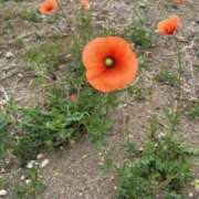 ヒメ日記 2025/05/25 14:58 投稿 さつき 熟女の風俗最終章 沼津店