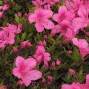 ヒメ日記 2025/05/29 08:48 投稿 さつき 熟女の風俗最終章 沼津店