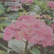 ヒメ日記 2025/05/31 07:58 投稿 さつき 熟女の風俗最終章 沼津店