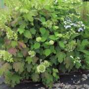 ヒメ日記 2025/05/31 11:28 投稿 さつき 熟女の風俗最終章 沼津店