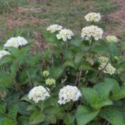 ヒメ日記 2025/06/01 07:08 投稿 さつき 熟女の風俗最終章 沼津店