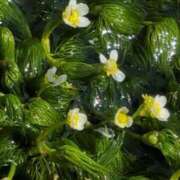 ヒメ日記 2025/06/01 11:08 投稿 さつき 熟女の風俗最終章 沼津店