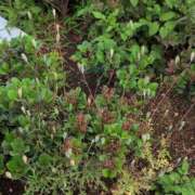 ヒメ日記 2025/06/02 07:29 投稿 さつき 熟女の風俗最終章 沼津店