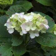 ヒメ日記 2025/06/03 16:36 投稿 さつき 熟女の風俗最終章 沼津店