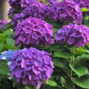 ヒメ日記 2025/06/05 18:48 投稿 さつき 熟女の風俗最終章 沼津店