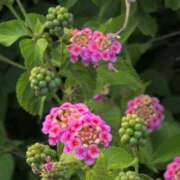 ヒメ日記 2025/06/07 12:18 投稿 さつき 熟女の風俗最終章 沼津店