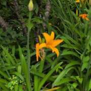 ヒメ日記 2025/06/08 05:28 投稿 さつき 熟女の風俗最終章 沼津店