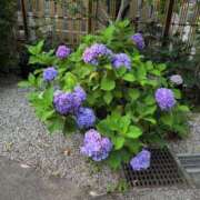 ヒメ日記 2025/06/08 09:06 投稿 さつき 熟女の風俗最終章 沼津店