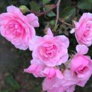 ヒメ日記 2025/06/09 05:18 投稿 さつき 熟女の風俗最終章 沼津店