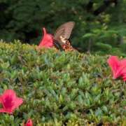 ヒメ日記 2025/06/09 13:18 投稿 さつき 熟女の風俗最終章 沼津店
