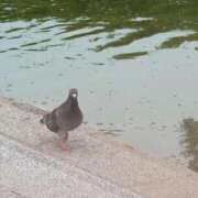 ヒメ日記 2025/06/09 13:20 投稿 さつき 熟女の風俗最終章 沼津店