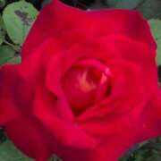 ヒメ日記 2025/06/12 11:49 投稿 さつき 熟女の風俗最終章 沼津店