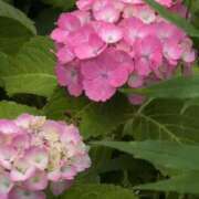 ヒメ日記 2025/06/13 07:38 投稿 さつき 熟女の風俗最終章 沼津店