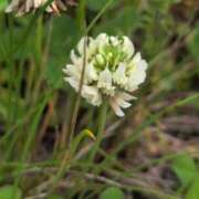 ヒメ日記 2025/06/13 08:16 投稿 さつき 熟女の風俗最終章 沼津店
