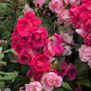 ヒメ日記 2025/06/14 21:34 投稿 さつき 熟女の風俗最終章 沼津店