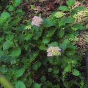 ヒメ日記 2025/06/15 10:28 投稿 さつき 熟女の風俗最終章 沼津店