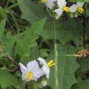 ヒメ日記 2025/06/15 12:58 投稿 さつき 熟女の風俗最終章 沼津店