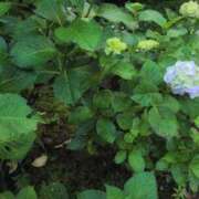 ヒメ日記 2025/06/15 17:08 投稿 さつき 熟女の風俗最終章 沼津店