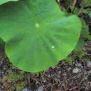 ヒメ日記 2025/06/16 08:01 投稿 さつき 熟女の風俗最終章 沼津店