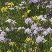 ヒメ日記 2025/06/16 13:38 投稿 さつき 熟女の風俗最終章 沼津店