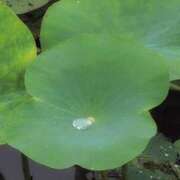 ヒメ日記 2025/06/17 01:48 投稿 さつき 熟女の風俗最終章 沼津店