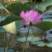 ヒメ日記 2025/06/17 18:05 投稿 さつき 熟女の風俗最終章 沼津店